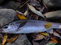 /album/river-rajcianka/a44-jpg1/