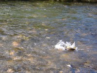 /album/river-rajcianka/l-jpg1/