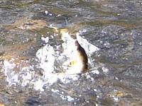 /album/river-rajcianka/u-jpg1/