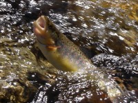 /album/river-studeny-potok/a1-jpg11/