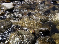 /album/river-studeny-potok/a2-jpg11/