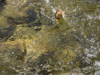 /album/river-studeny-potok/kkk17-jpg1/